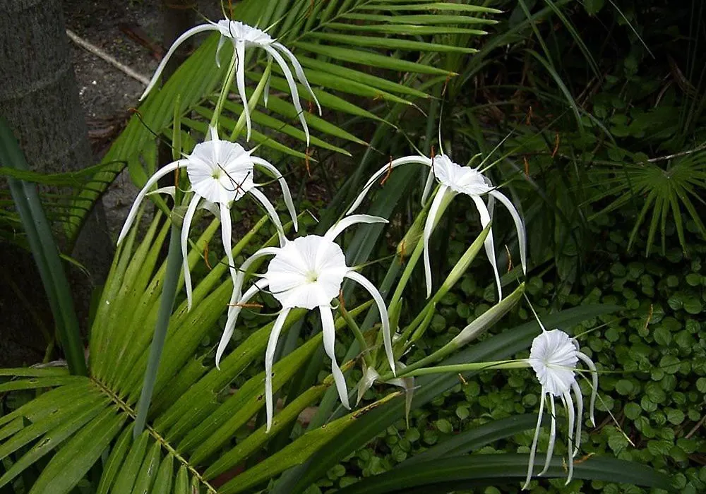Planula Retreat-1