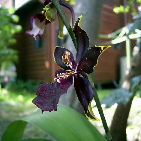Planula Retreat-3